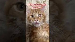 Купили Мейн-куна как назвать ?#shorts#кот #симба #мейнкуны