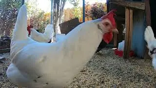 Backyard Chickens Activity Video Relaxing Sounds Noises Hens Clucking Roosters Crowing!