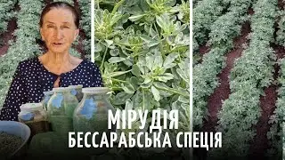 Мірудія - смак Бессарабії | Як мешканка села Криничне більше 10 років виготовляє місцеву спецію