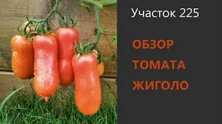 Gigolo Tomato. Variety Review. Growing Tomatoes in Siberia.