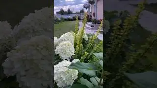 Сад в сентябре/Ленинградская область 