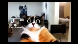 Ronnie McNutt But Its cat ai