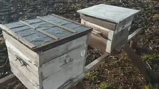 Пополнение Кормовых Запасов Пчёл