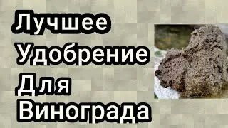 лучшее удобрение для винограда