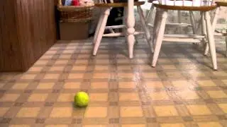 Puppy Plays Pinball