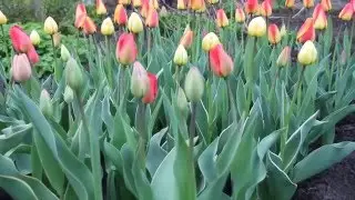 Выращивание тюльпанов в Самаре - художники