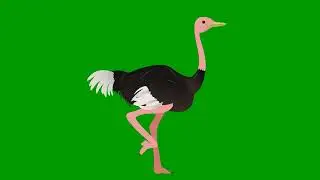 Ostrich Run Green Screen Video || Green Screen Video || Green Screen || SD Library