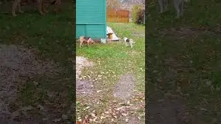 Осенью! (2024)