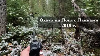 Охота на лося с лайками. 2019 г.