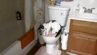 Silly Remy boy - short video
