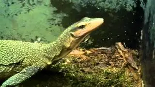 Monitor Lizard Flicking Tongue