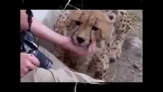 Самый Ржачный Гепард ) СМешные Кошки