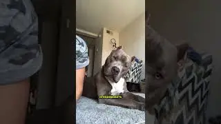 Если Собака Наклоняет Голову, Будьте Очень Осторожны