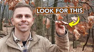 Improve Your Winter Tree ID Skills With This Seasonal Clue