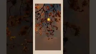 обои на телефон на тему осень🍂