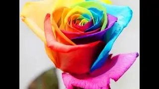 Семена роз 100шт. Посылка из Китая
