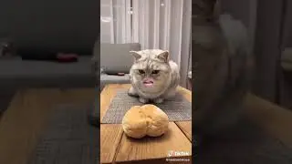 кот говорящий рот. песня: в рот я бу...