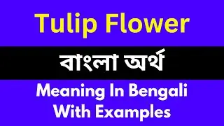 Tulip Flower meaning in bengali/Tulip Flower শব্দের বাংলা ভাষায় অর্থ অথবা মানে কি