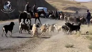 Собачьи БОИ или ТИ. Мое отношение к ним.