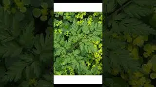 Learn to See nature with your camera #naturephotography #closeupphotography #macrophotography