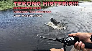 Sambaran menggelegar dari Raja predator danau kalimantan | CASTING TOMAN KALIMANTAN