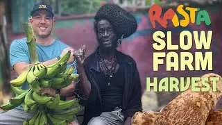 Plantain & Yam Harvest from Rasta Mokko's Slow Farm!
