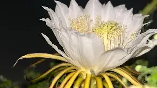 Ajj ful gulo ki holo bandhura dekhun #dragonflower #dragon #flower #garden #fruits #viral #trending