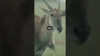 Antelope facts you didn't know #antelope #antelopes #animals #animalfacts