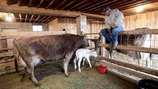 Our Milking Parlor MAKEOVER | Brand New Brown Swiss Calves