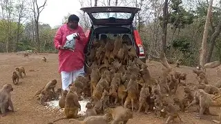 Невероятные Моменты с Животными, Снятые На Камеру!