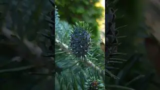 Эти прекрасные шишки🌲🌿 В гостях у Оли Молчановой 🌿22.07.24 