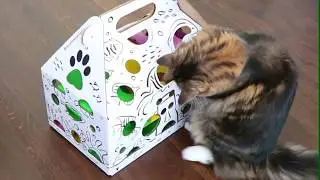 A fluffy pair hunts for treats with Cat Amazing EPIC!
