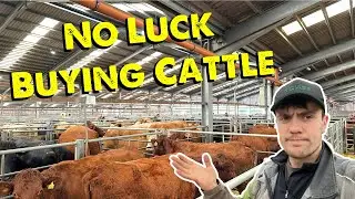 Trying to Buy More Cows | Container Needing Shifted
