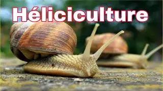 Héliciculture : l'élevage d'escargots