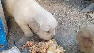 Goldenler büyüyor