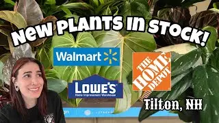 NEW STOCK!! 🌿 Marble Pink Princess, Monstera Standleyana Albo, Philodendron Gloriosum + More!! ✨️