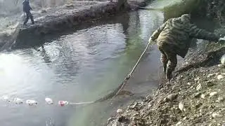 Форель для Староминской по 800 рублей