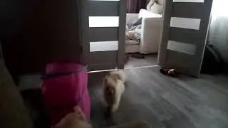 Команда фу и фас у шпица ))