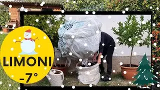 Come proteggere e coprire i limoni dal freddo.