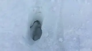 В поисках бобров