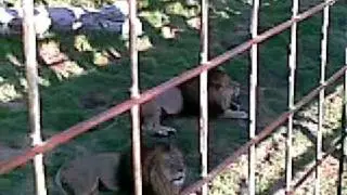Melbourne Zoo Lions Roaring