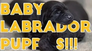 Cute Newborn Labrador Retriever Puppies! Mama Dog so Proud...