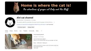 How to start a cat channel on YouTube