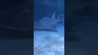 Shark ray Newport aquarium