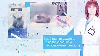 Кролик Сырок 
