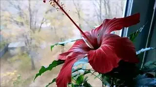 Комнатные цветы/ Мои гибискусы.