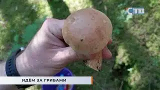 06/25/2026 Mushroom season has officially begun in the Leningrad Region.