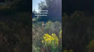 Arkeologisk utgrävning i Vinslöv.