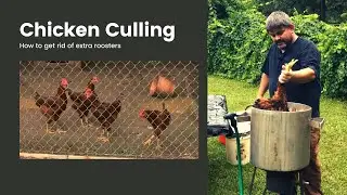 Chicken Culling