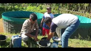 Pelet MAHAL‼️ngerawat ikan nya sudah OK, tapi harga lele konsumsi nya yang KACAU......Ampunn #Part_2